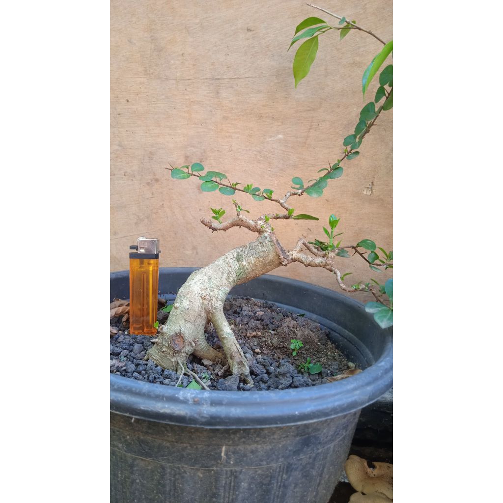 Bahan bonsai delima batu