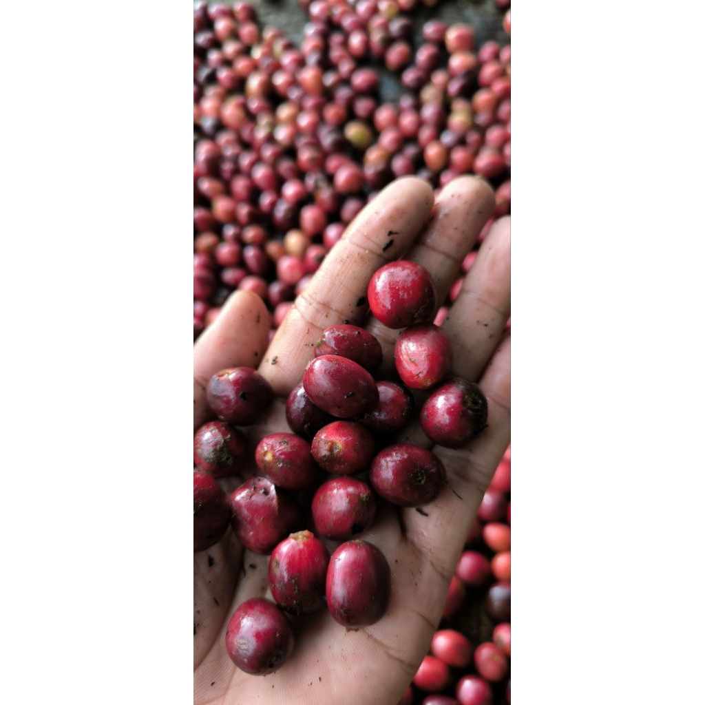Buah Kopi Robusta Full Merah  Berat 1 kg.(ceri)