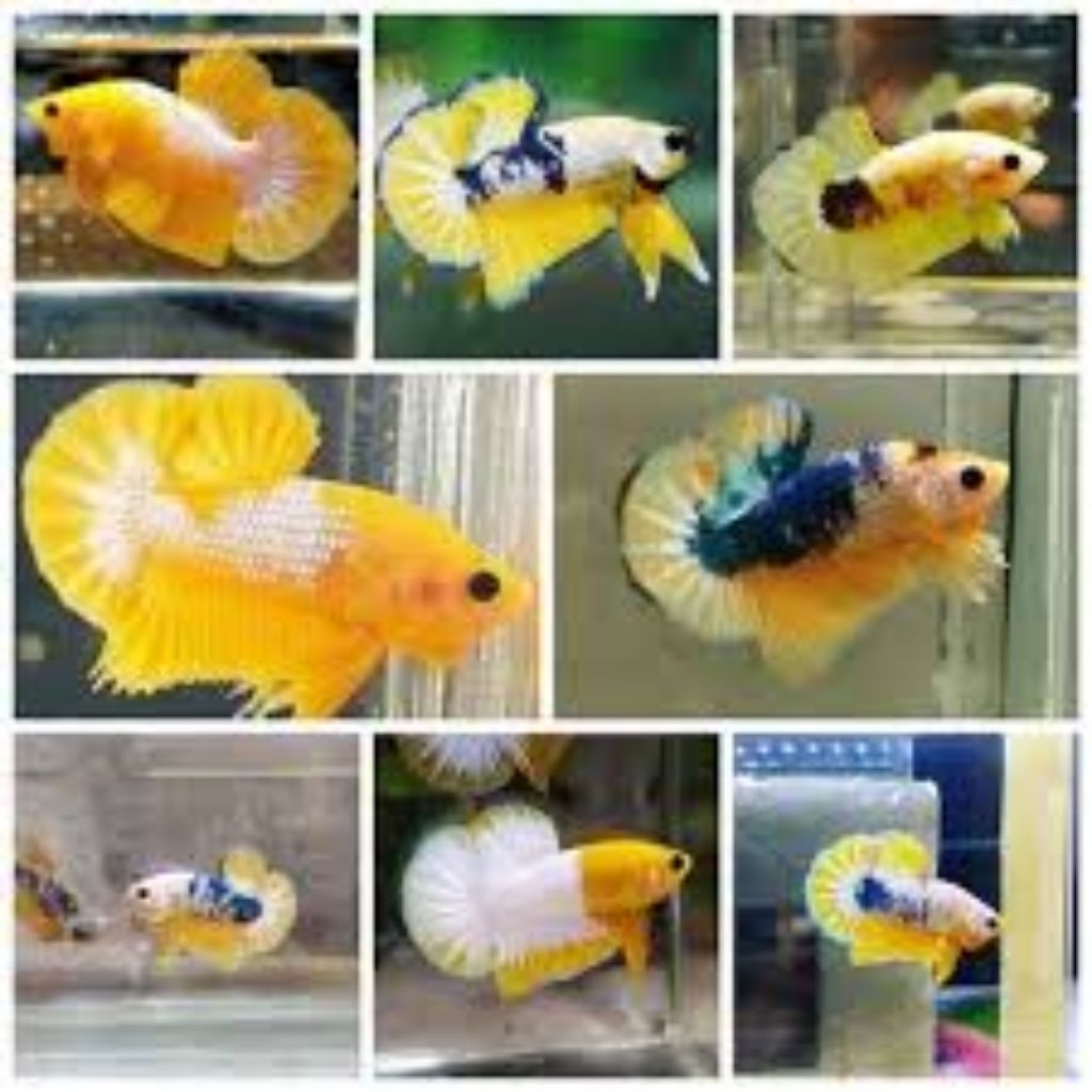 hiasan aquarium cupang yellow base hellboy fancy berkualitas