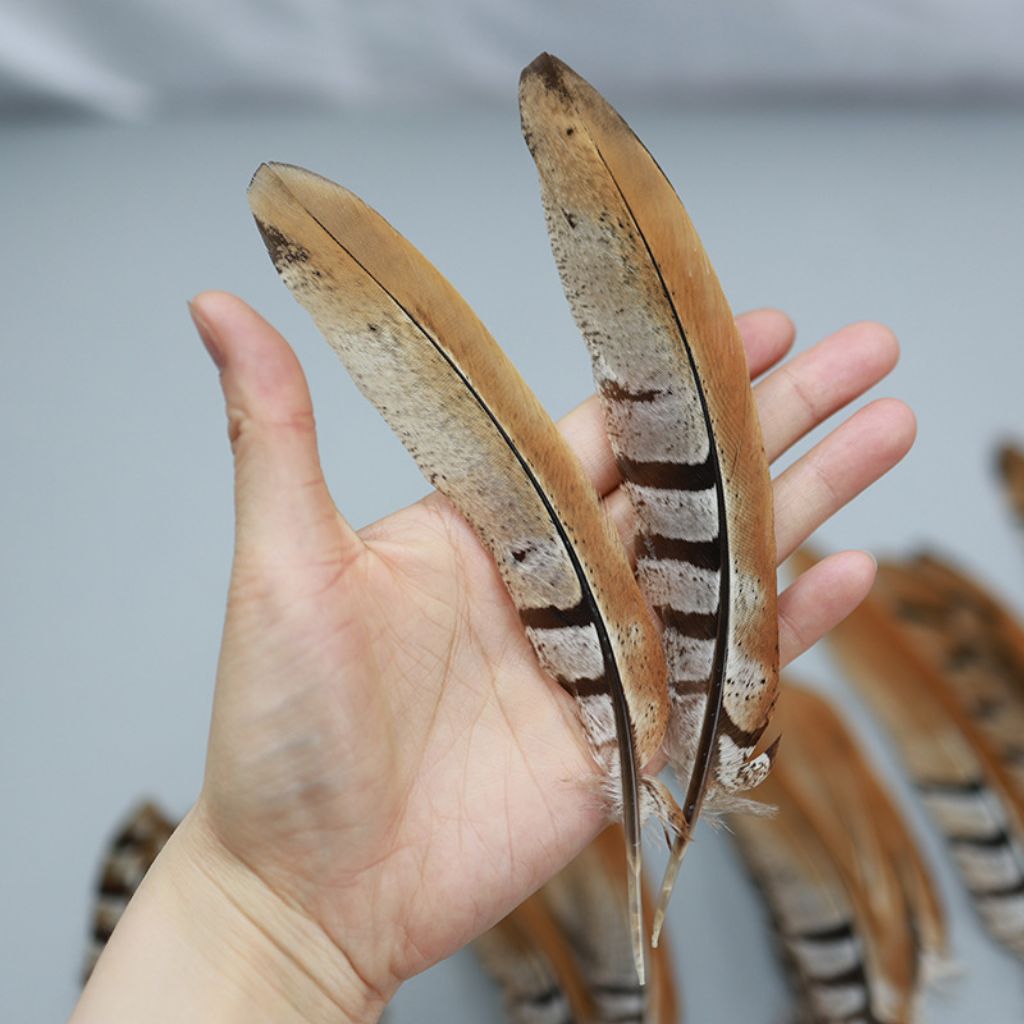 7 Bulu sayap burung merak Asli 100% (BUKAN REPLIKA)