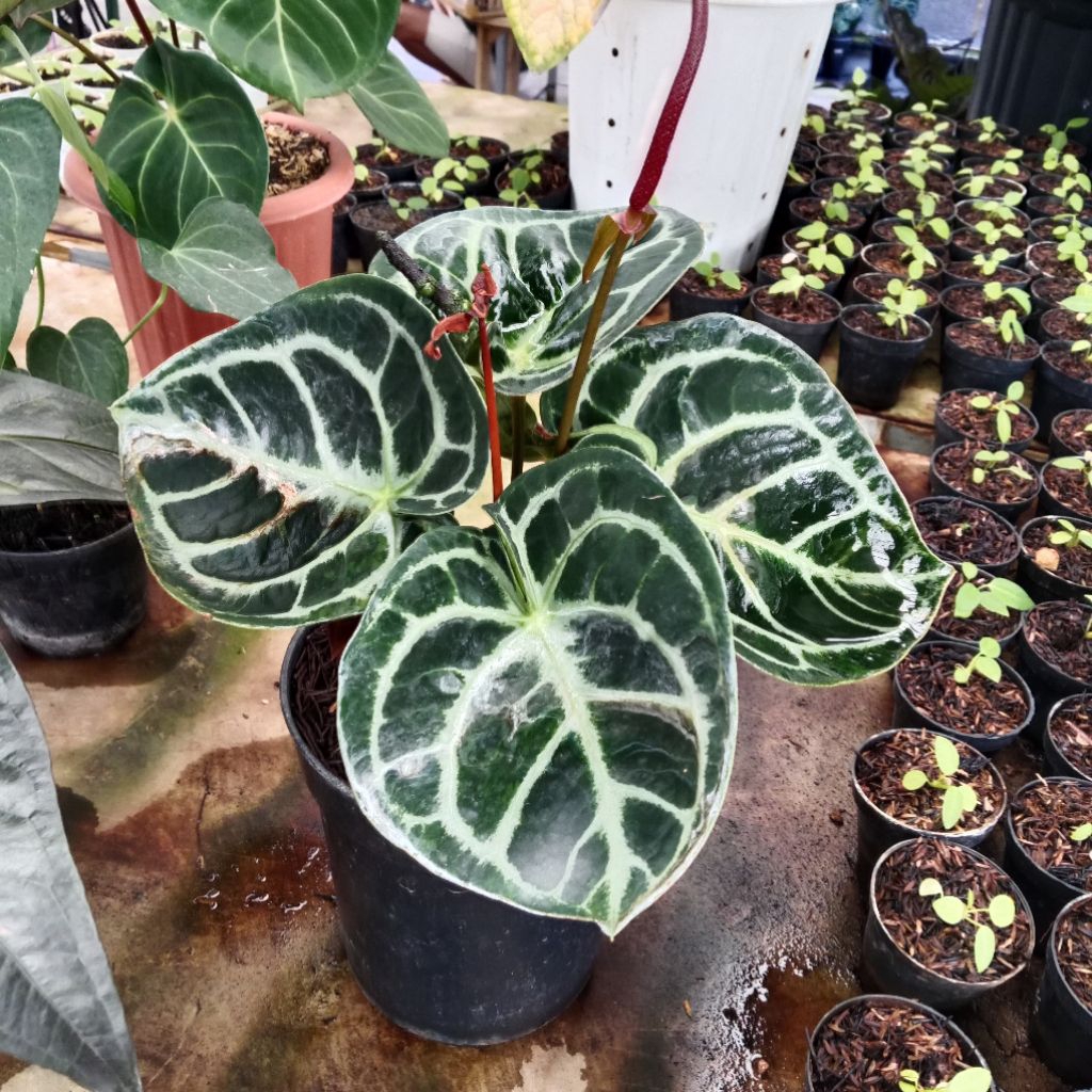 Tanaman Hias Kuping Gajah Anthurium Dorayaki Mangkok Indukan Besar Dewasa Cantik Unik Langka