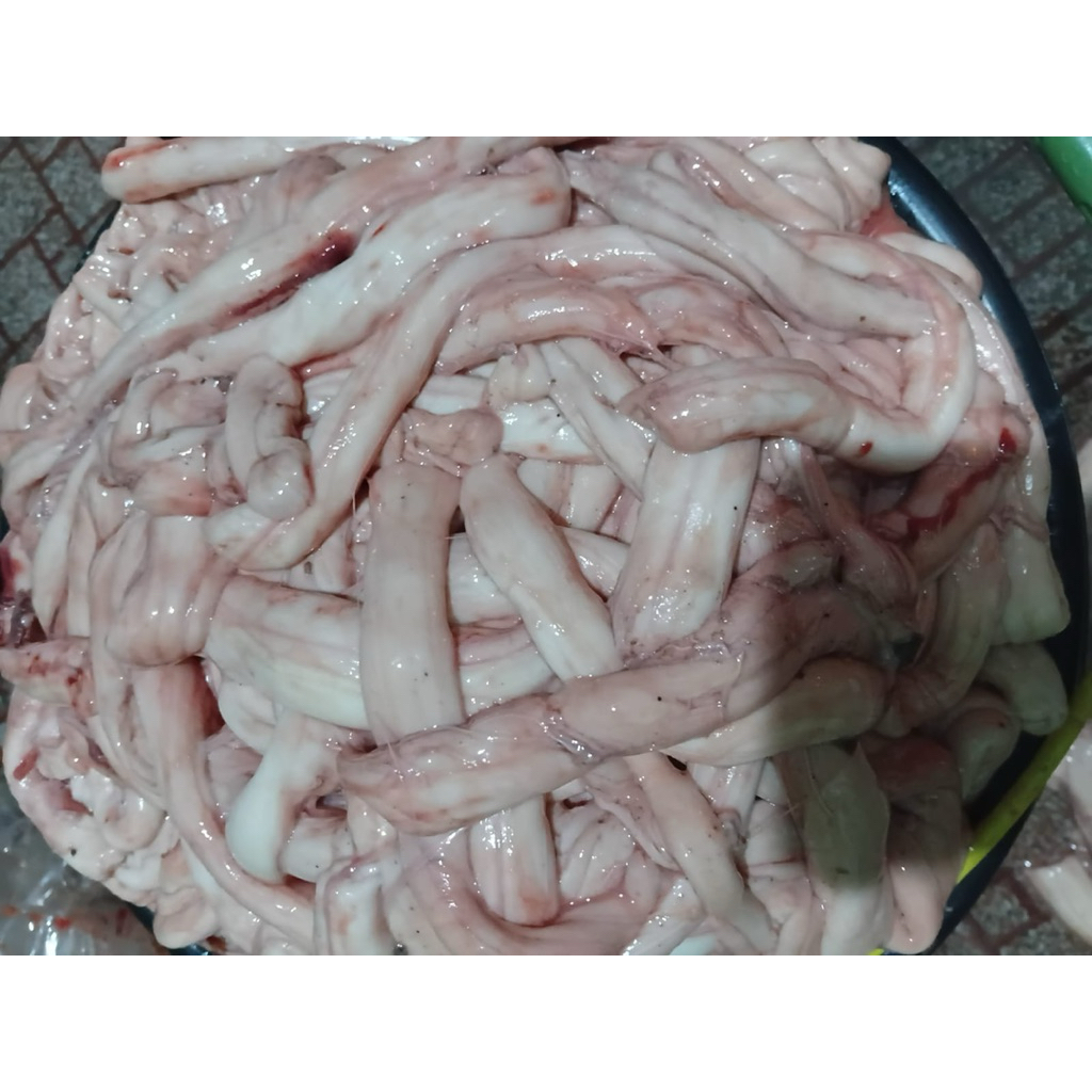 otot sapi atau olor sapi