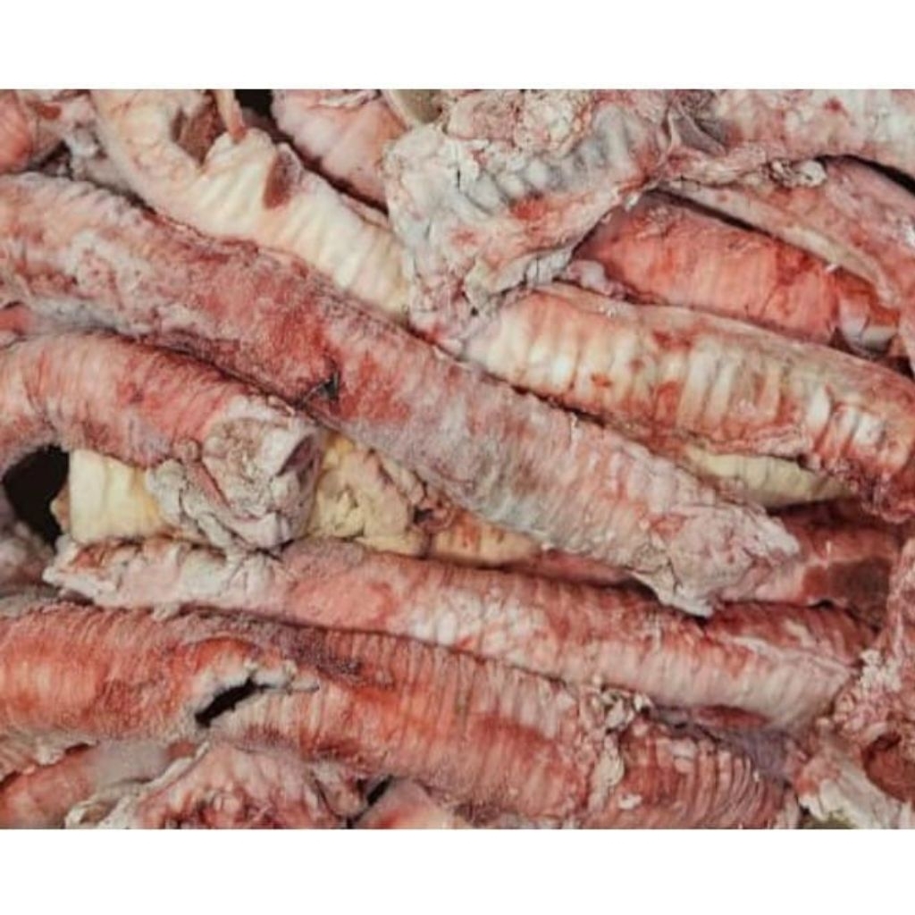 tracea/tenggorokan sapi