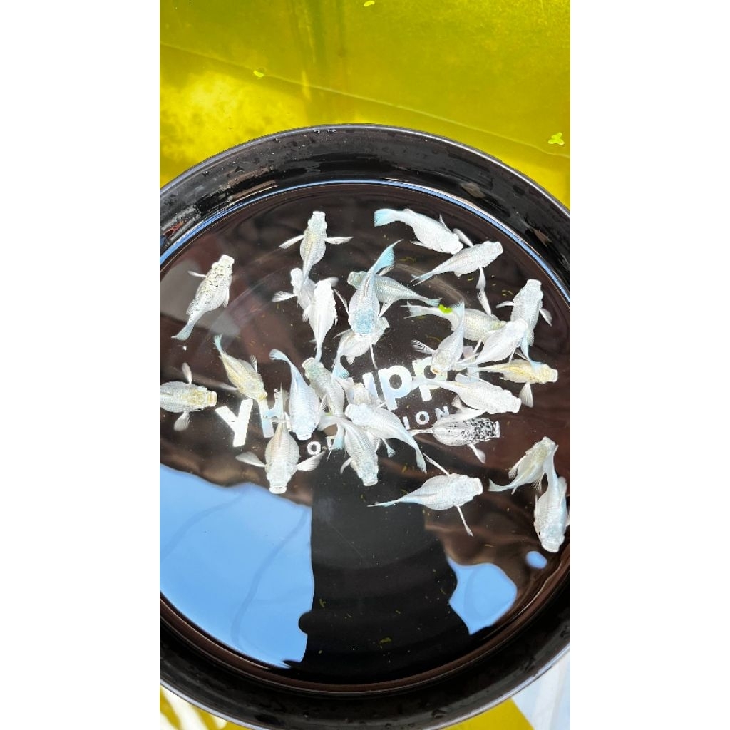 Molly platinum balon