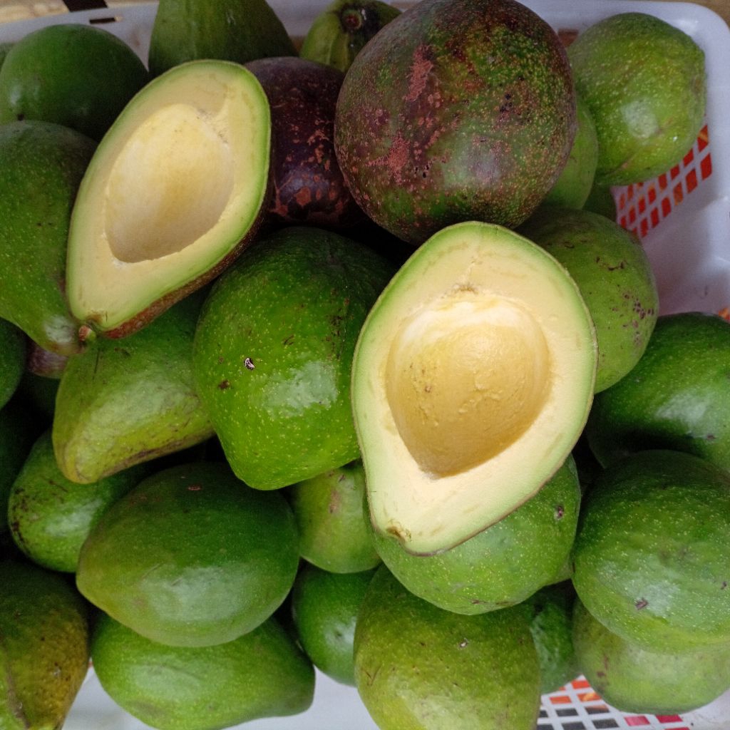 [Instant Medan] Alpukat Mentega Tigalingga 1 kg | Buakita