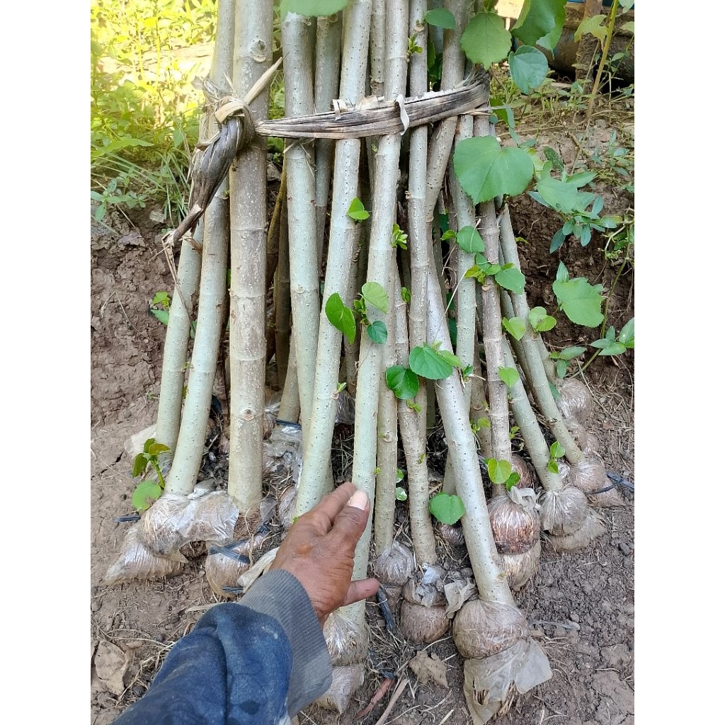 cangkok waru India. jmpol kaki los pucuk