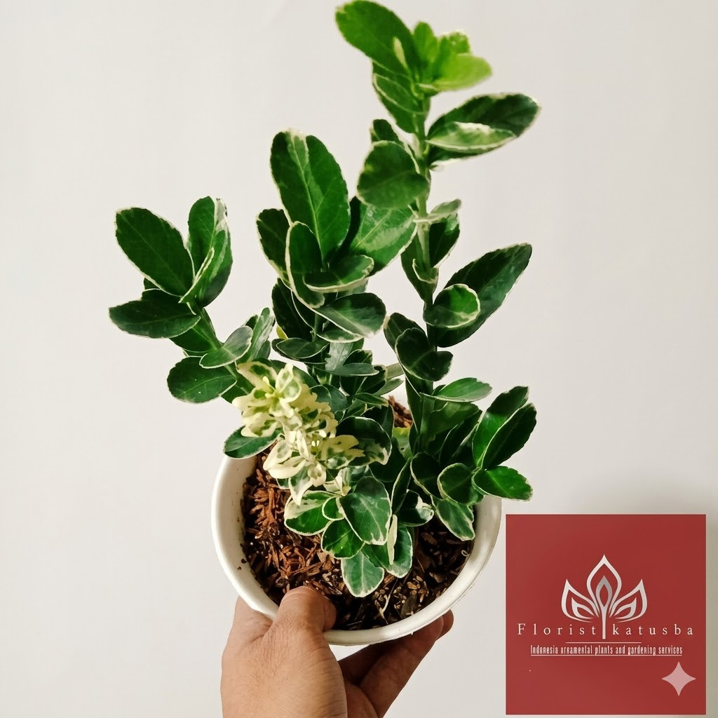 Tanaman Hias Euonymus Varigata / Taiwan LIpt Daun Putih Hijau Rimbun