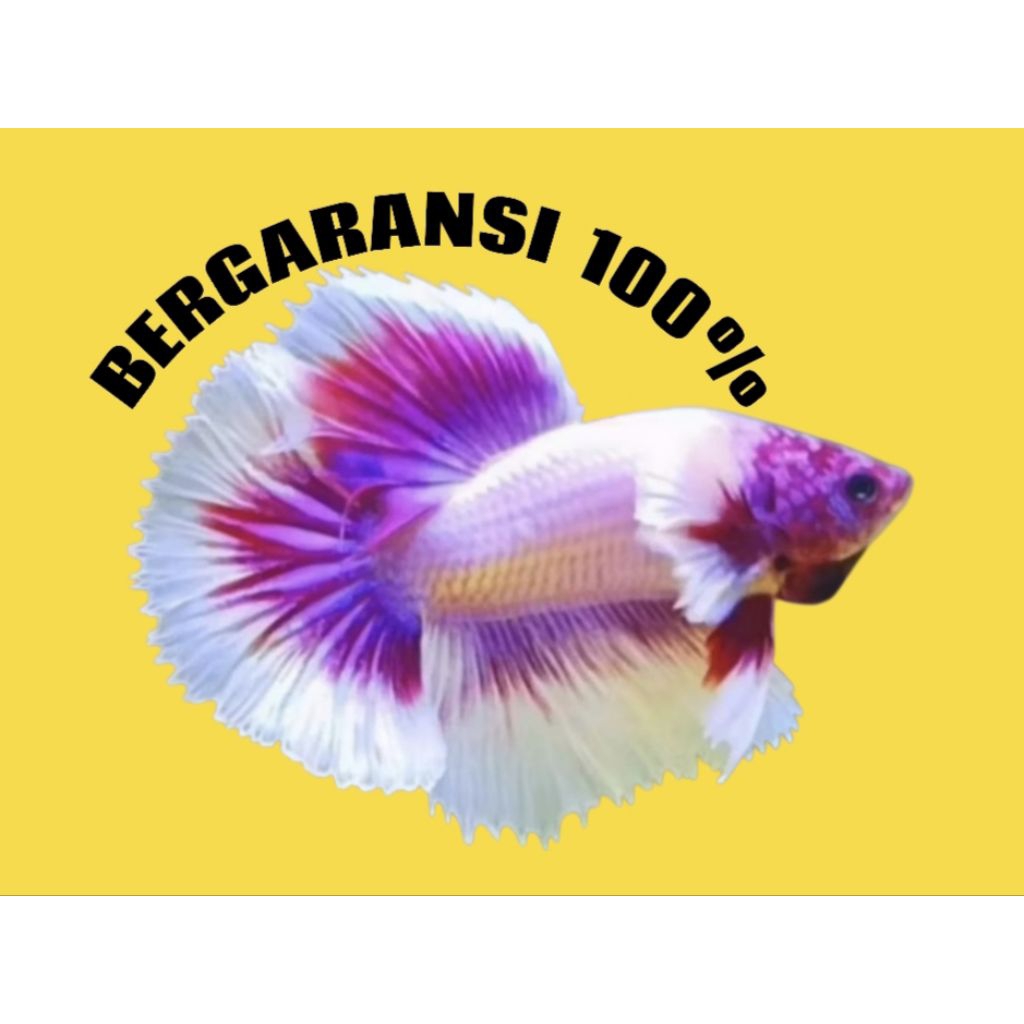 CUPANG HM BIGEAR FLAMINGO + HALFMOON BIGEAR PINK FLAMINGO GRADE A+