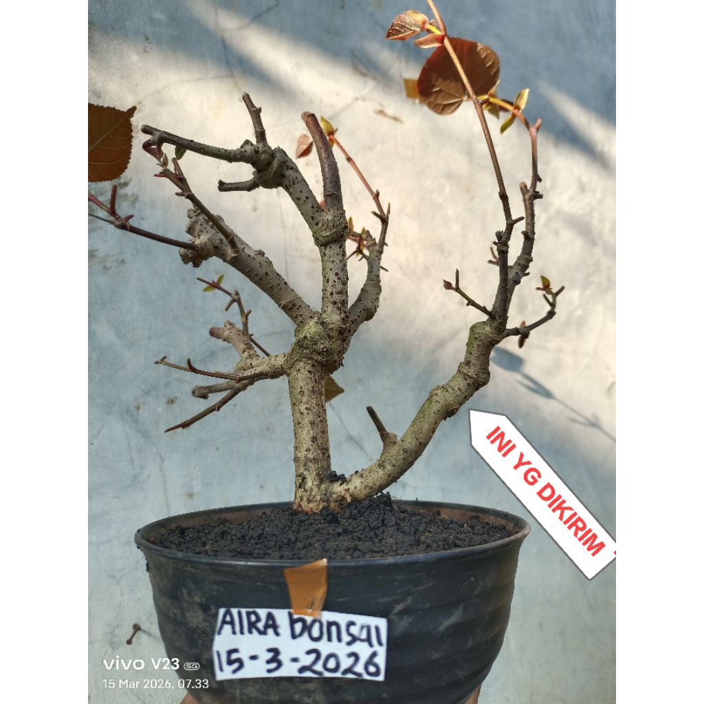 bahan bonsai waru merah