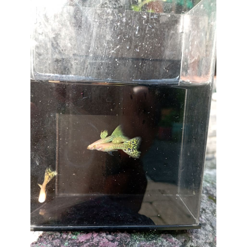 Ikan Guppy Albino Yellow Cobra