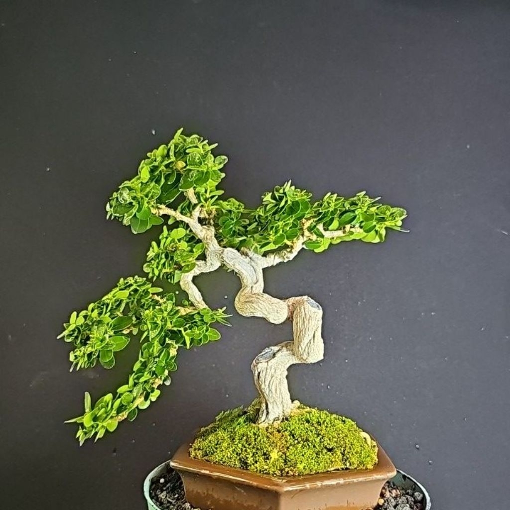 Bonsai Sancang Meliuk Extreme - Rimbun Karakter Tua Siap Kontes dan Koleksi