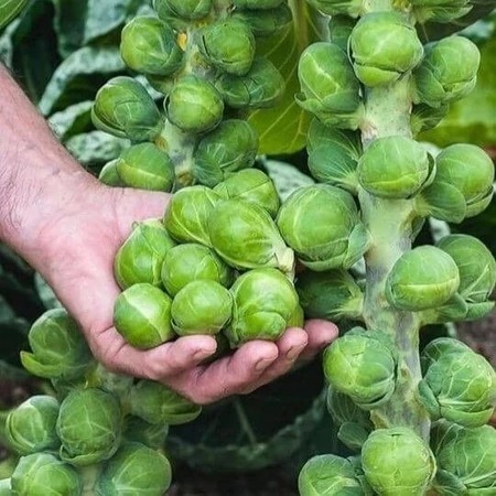 Biji Benih Sayuran Kubis Mini | Brussel Sprout