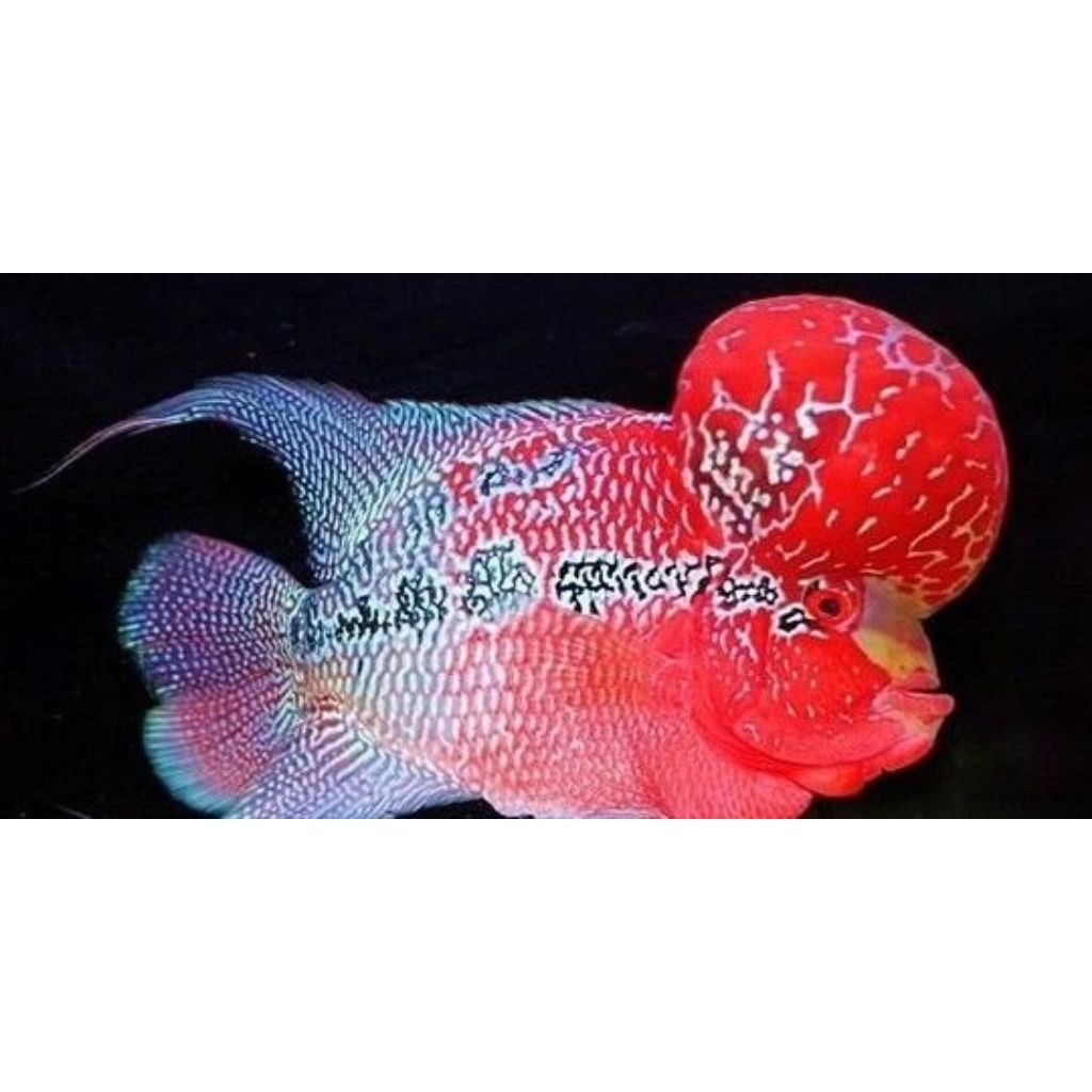 Louhan GB Kamfa F2 Ori Thailand