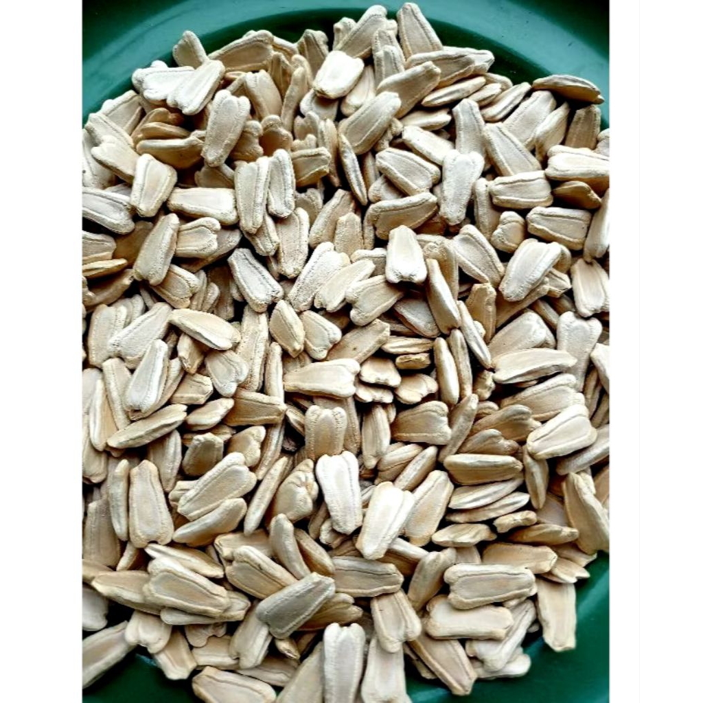 Bibit labu botol/bibit labu kendi/bibit labu air/benih labu botol/benih labu kendi isi 20 Biji siap 