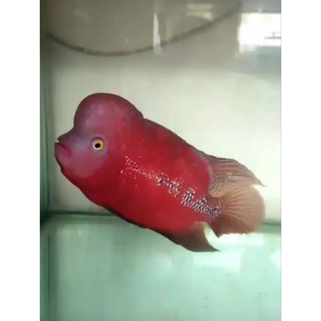 burayak louhan ikan klasik