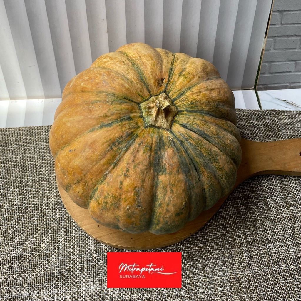 Labu kuning fresh, pumpkin fresh, labu kuning sedang segar