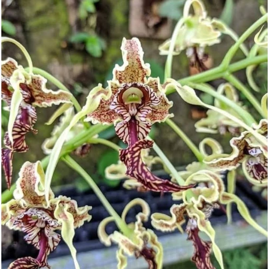 Dendrobium spectabile