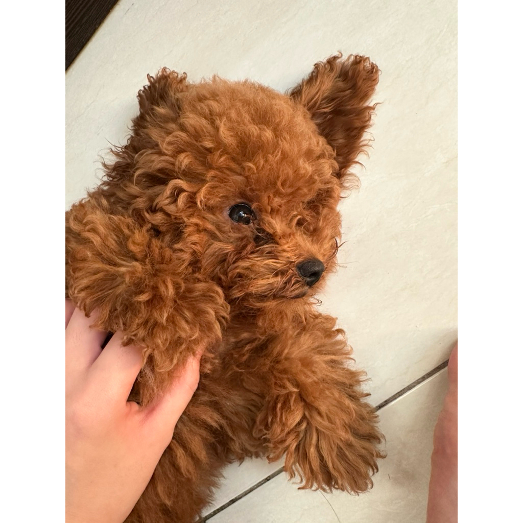 dijual anjing lucu. poodle. dob 5des25. boleh nego