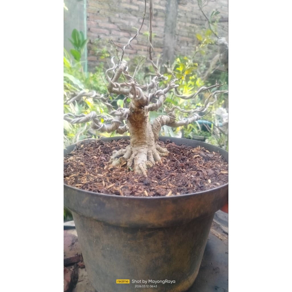 bonsai antingputri mame bogel bonsaiprospek bonsai cantik bonsai murah bonsai Bagus