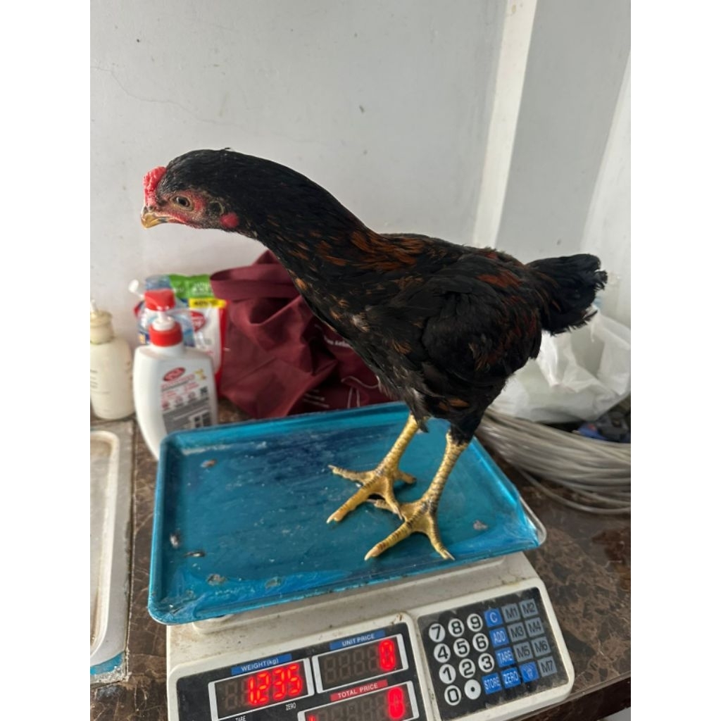 Ayam kampung asli muda jantan betina hidup potong bersih