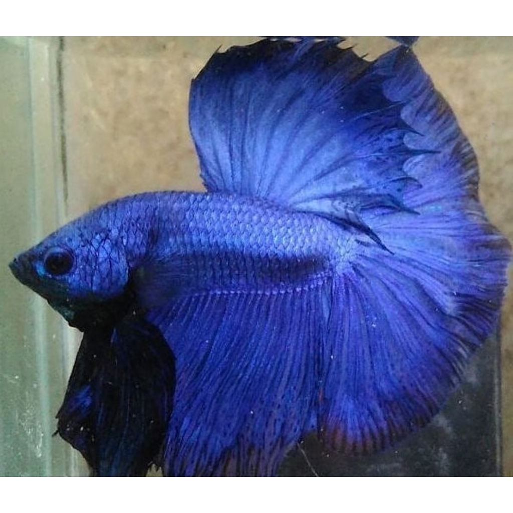 Blue Halfmoon Royal Solid Color