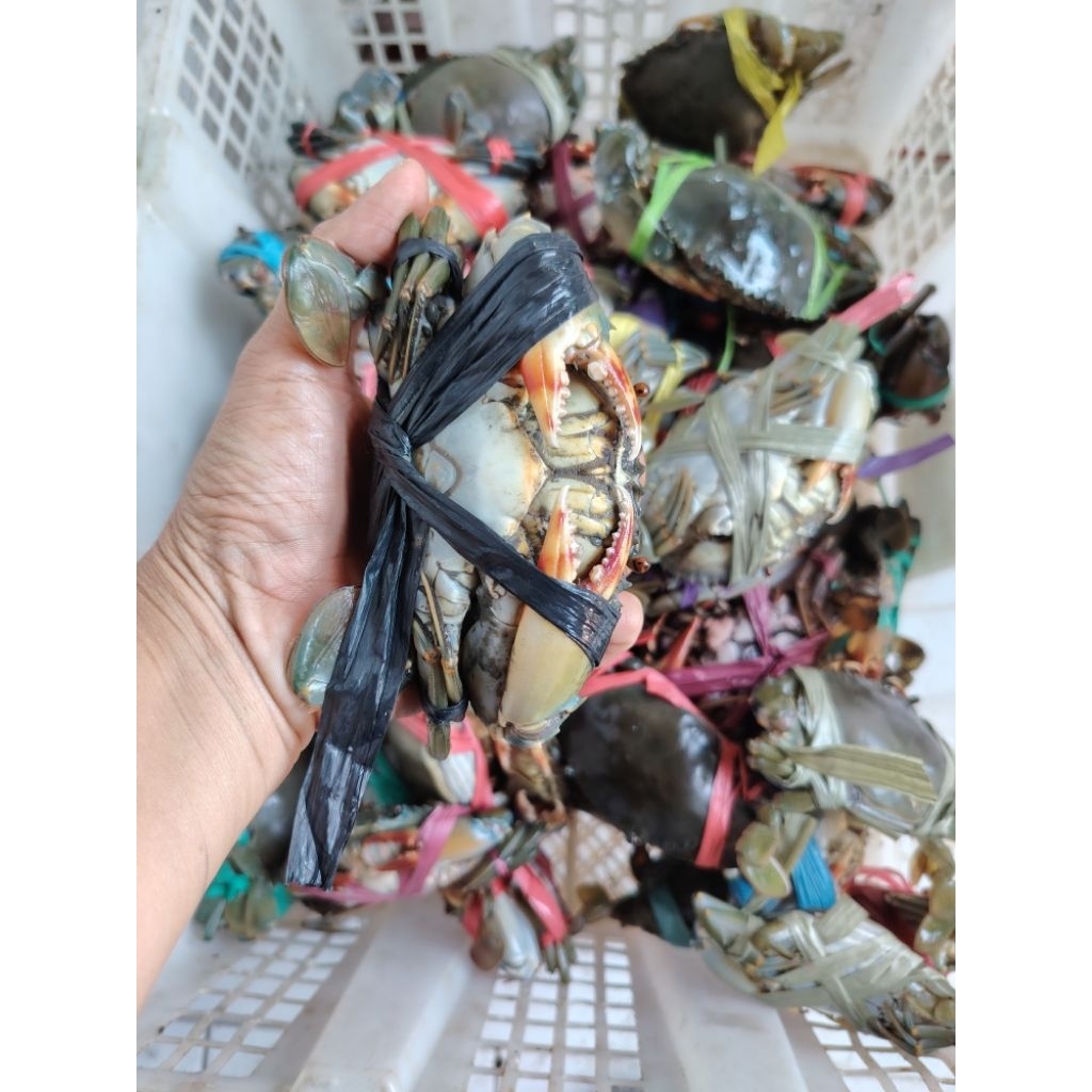 KEPITING SEGAR KEPITING K3CIL