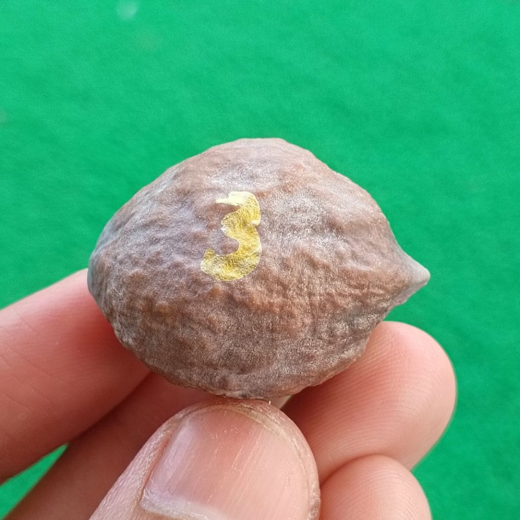 Muncang Adu Mayit Edotensei kode 3