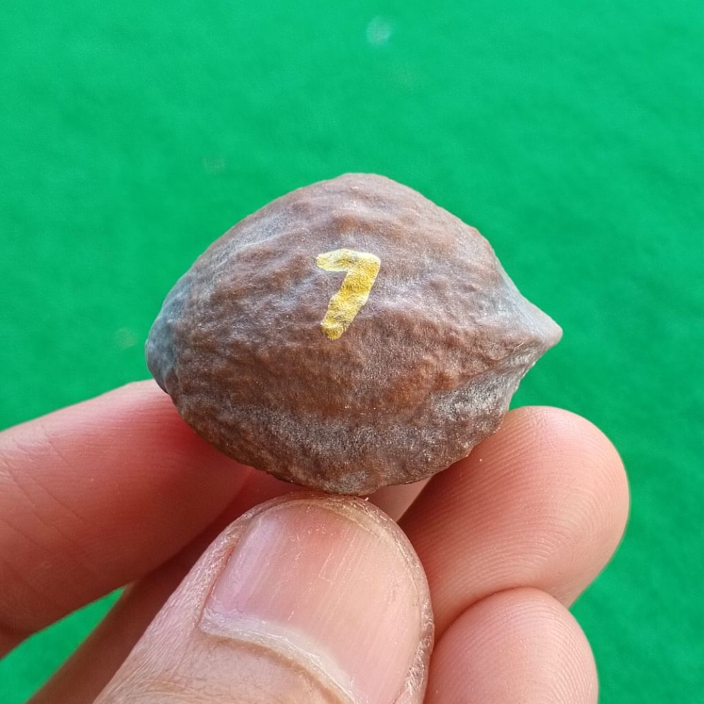 Muncang Adu Mayit Edotensei kode 7