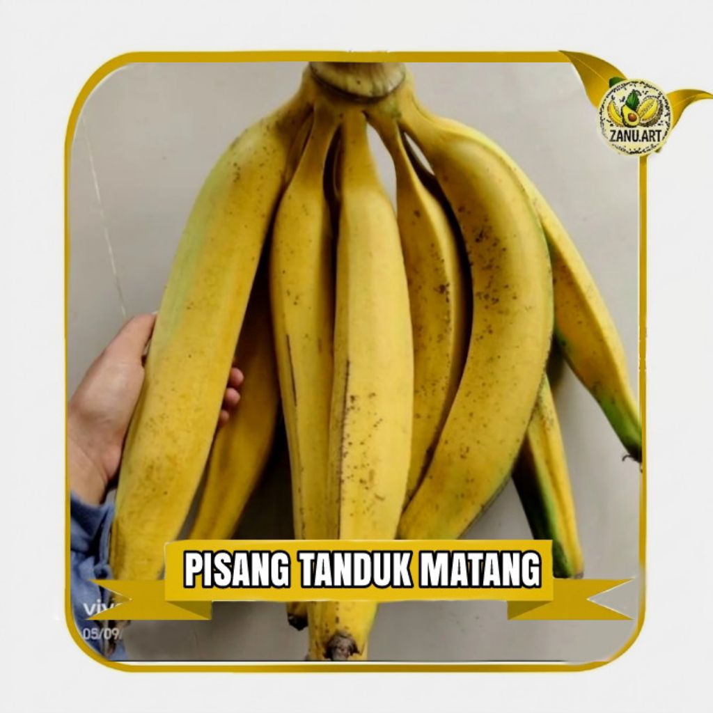 PISANG TANDUK MURIA MATANG MANIS