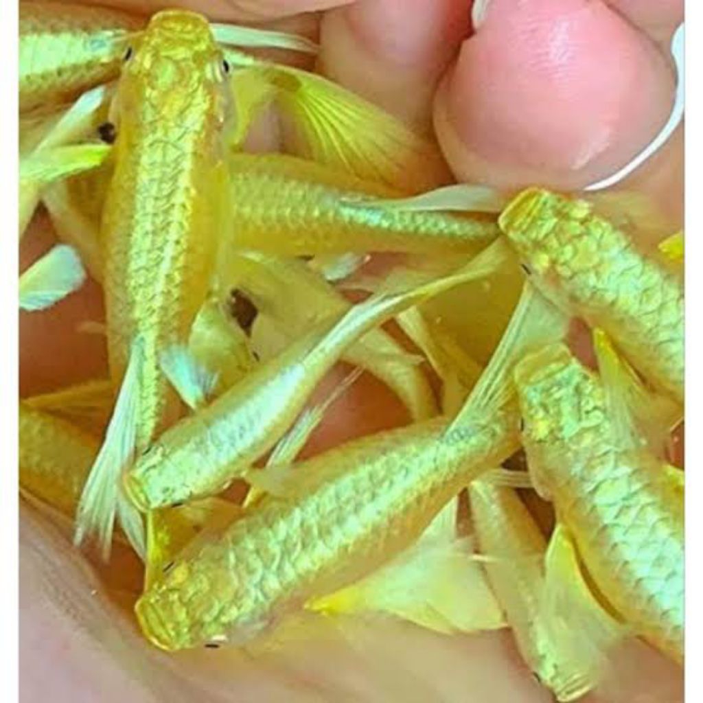 guppy full gold sepasang