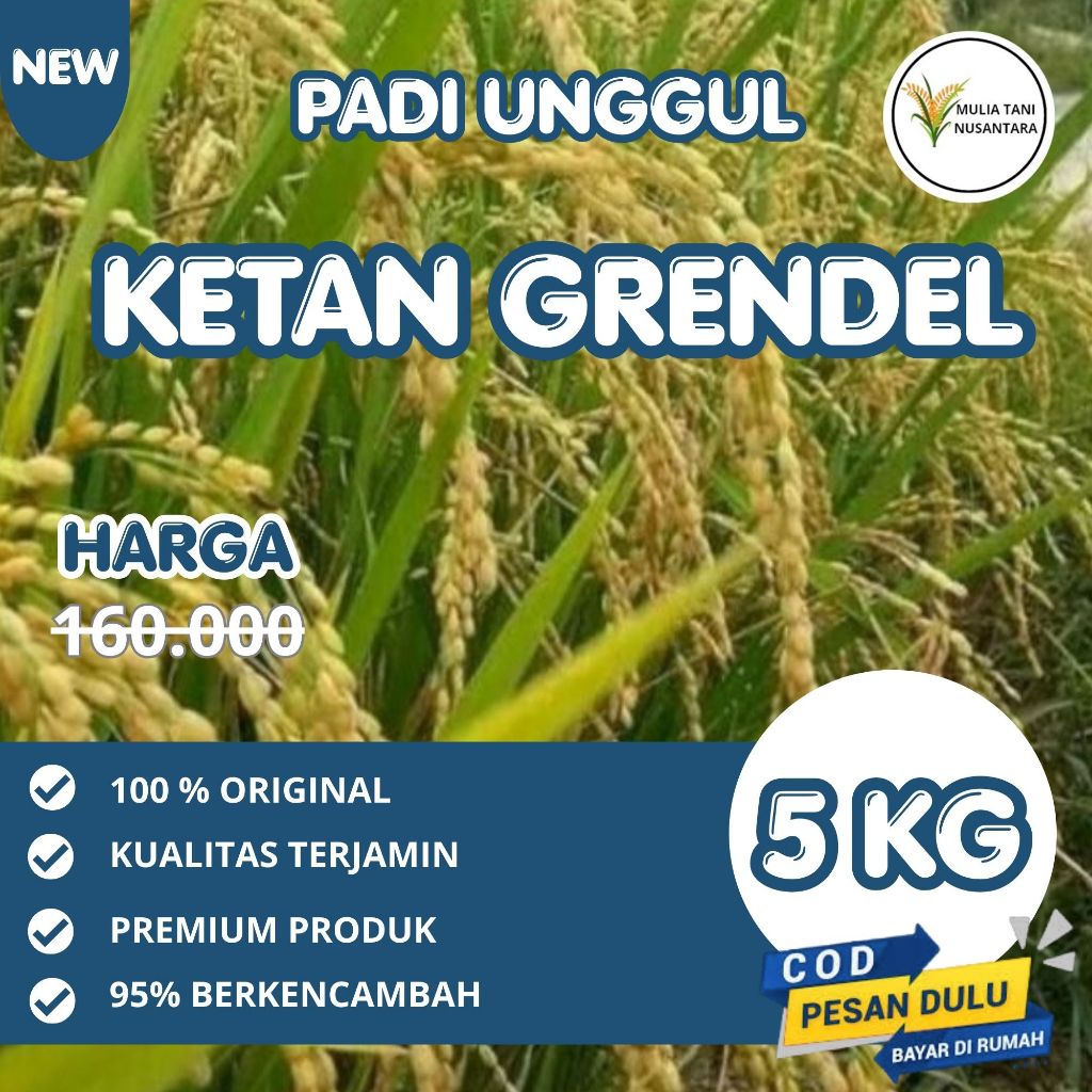 Biji Padi Unggul Bibit Ketan Grendel 5 KG