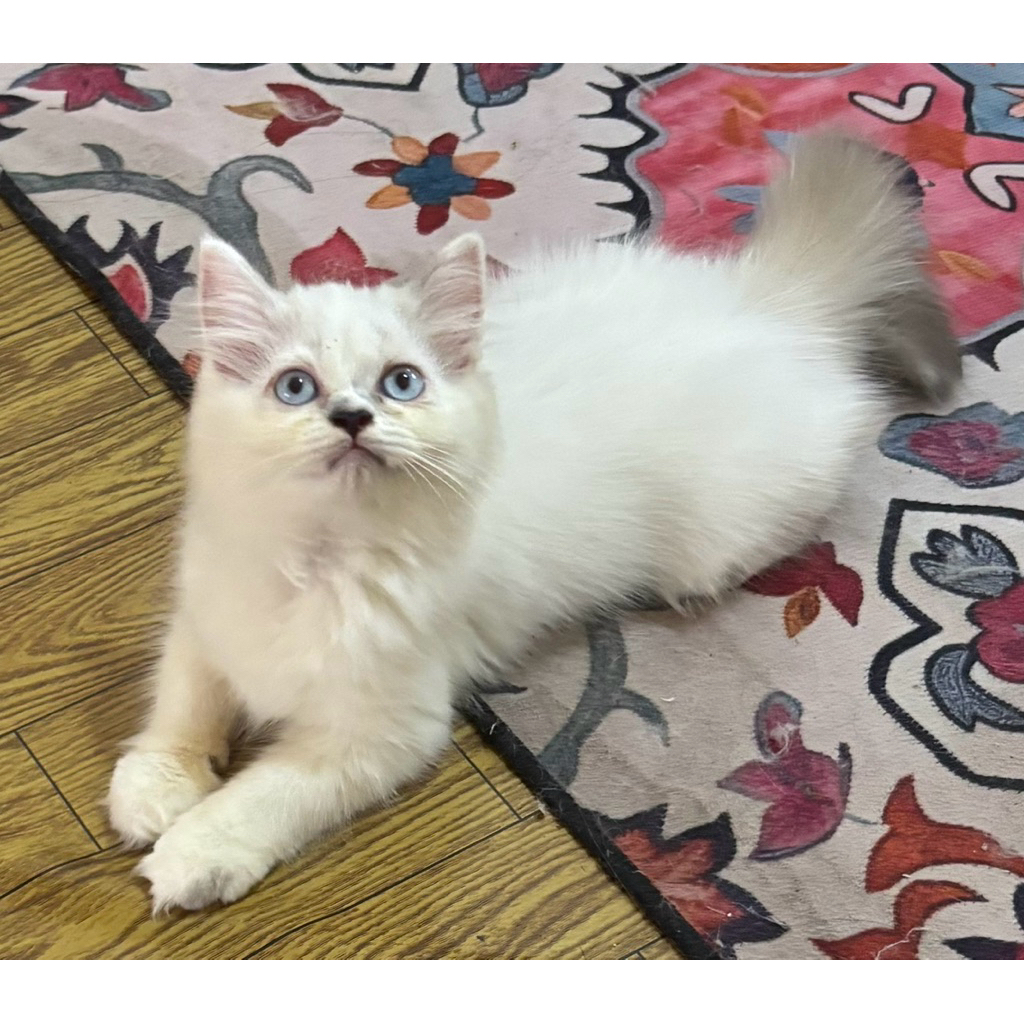 kitten ragdoll betina