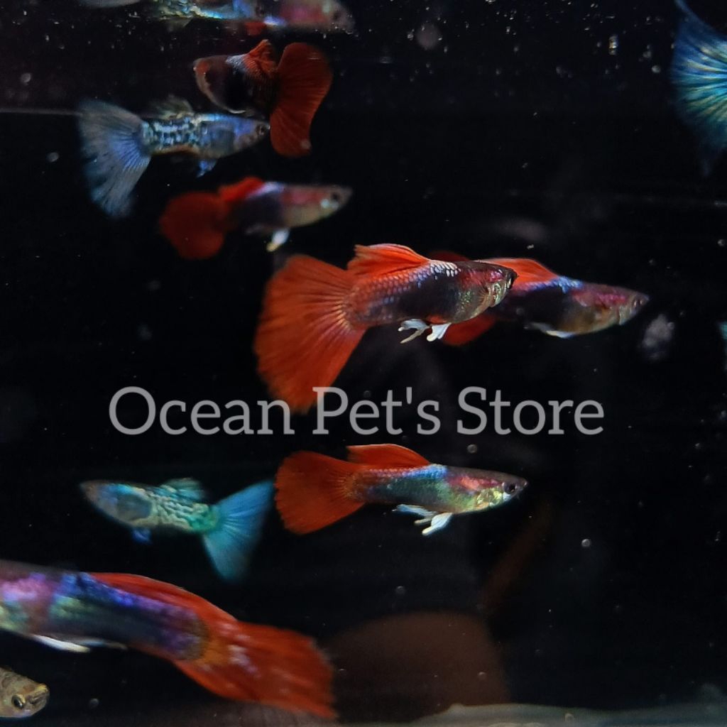 ikan hias guppy jenis random ikan hias aquarium aquascape