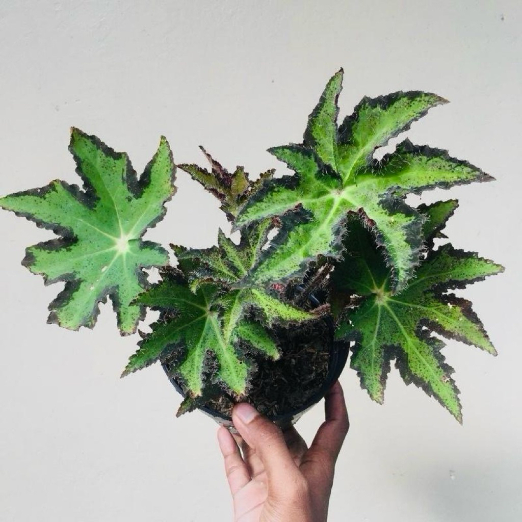 Begonia bintang | Tanaman begonia bintang | Begonia green star | Begonia plant