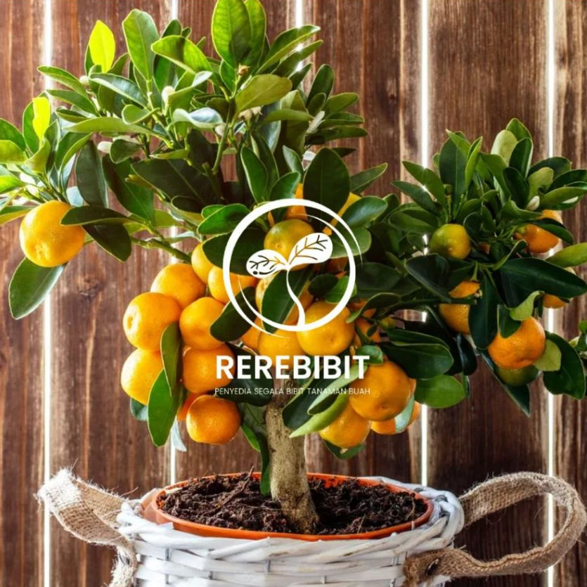 Bibit Jeruk Mandarin Manis Kondisi Sudah Berbuah Manis