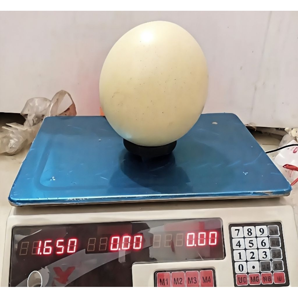 Telur Burung Unta Asli 100% Fresh – Besar, Bergizi Tinggi, Cocok untuk Masak & Baking