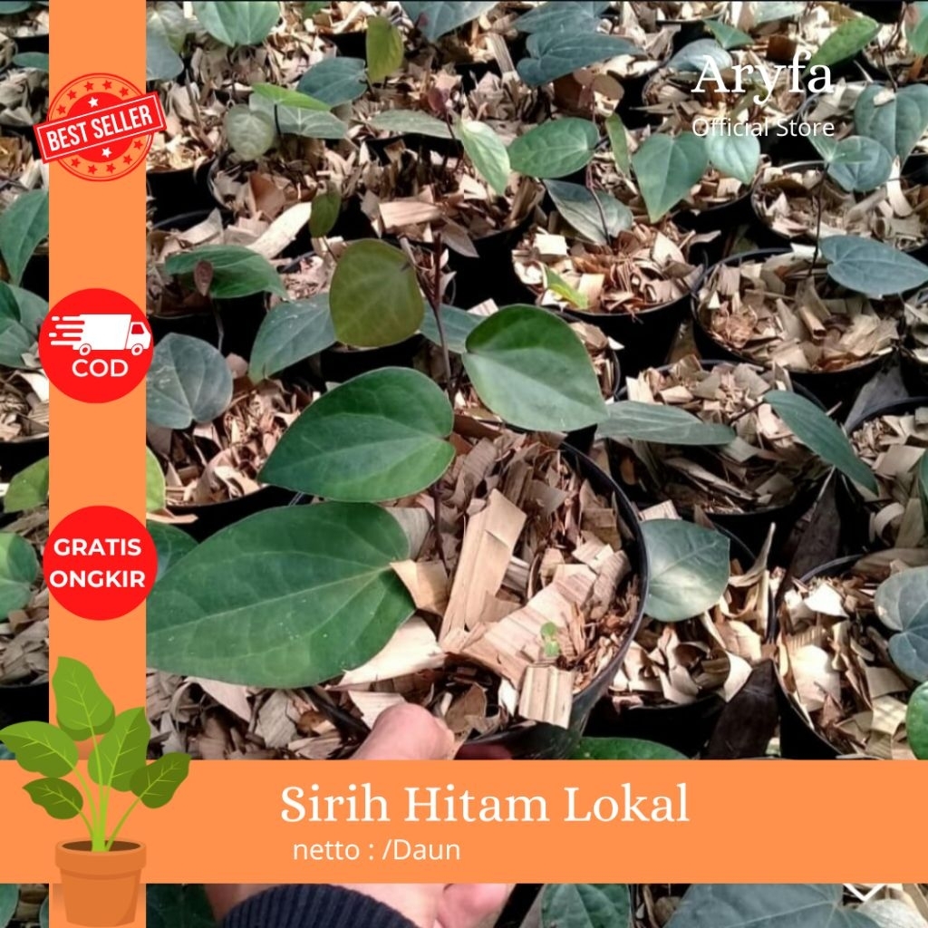 Bibit Herbal Sirih Hitam Asli Lokal | 1-2 Daun