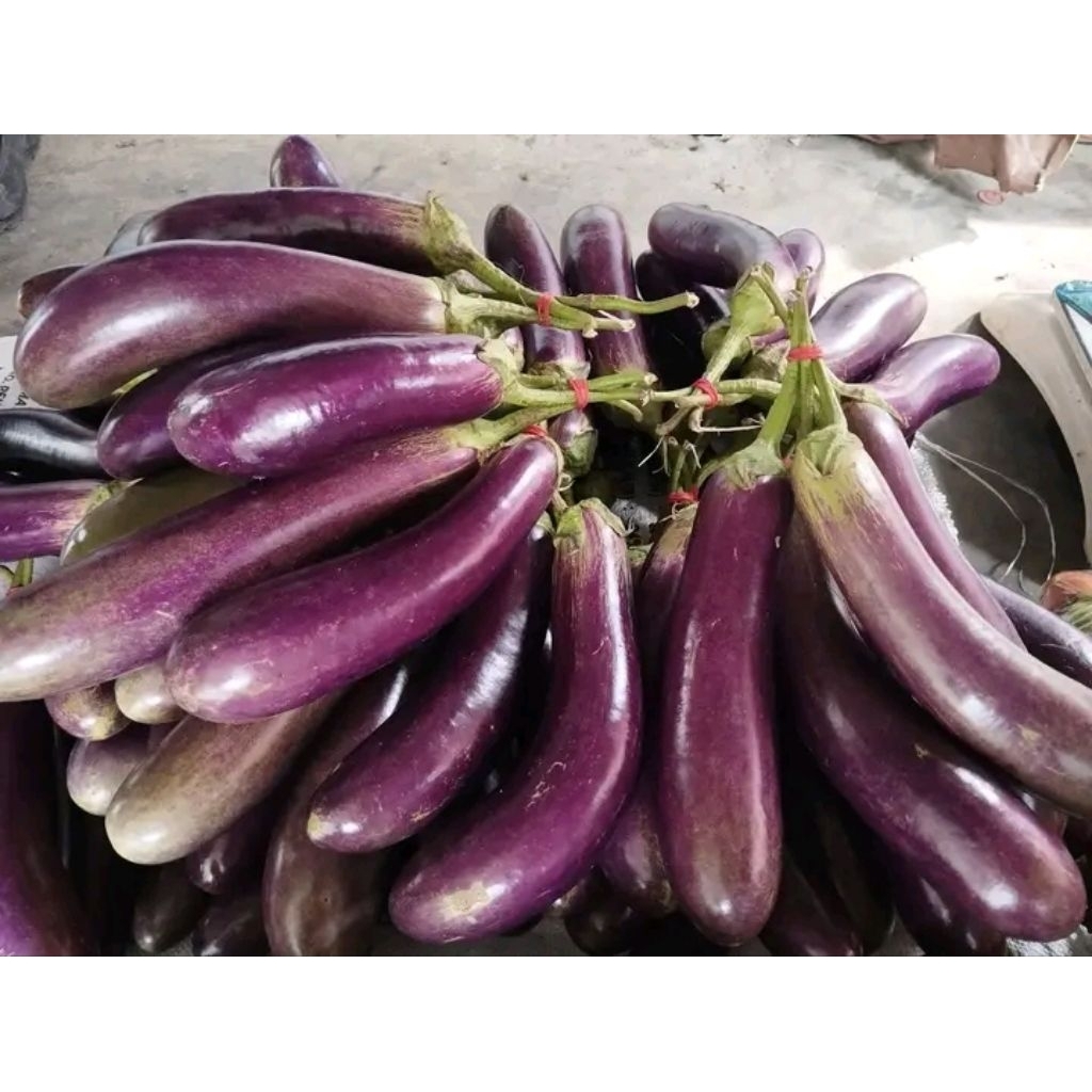 terong ungu 1kg