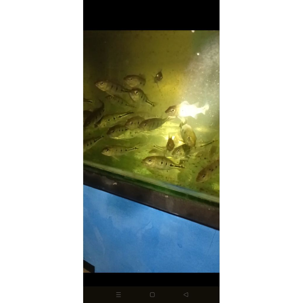 kebutuhan hiasan pbass orinoco pure