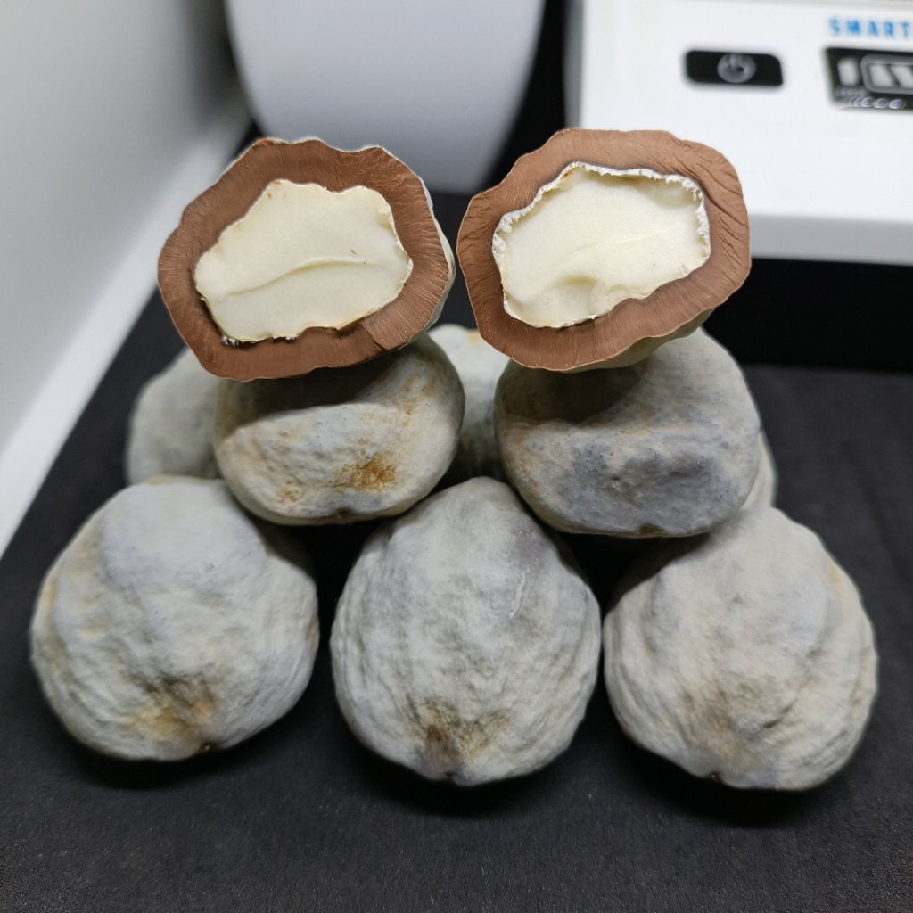 Bibit Muncang Dampa YANTI