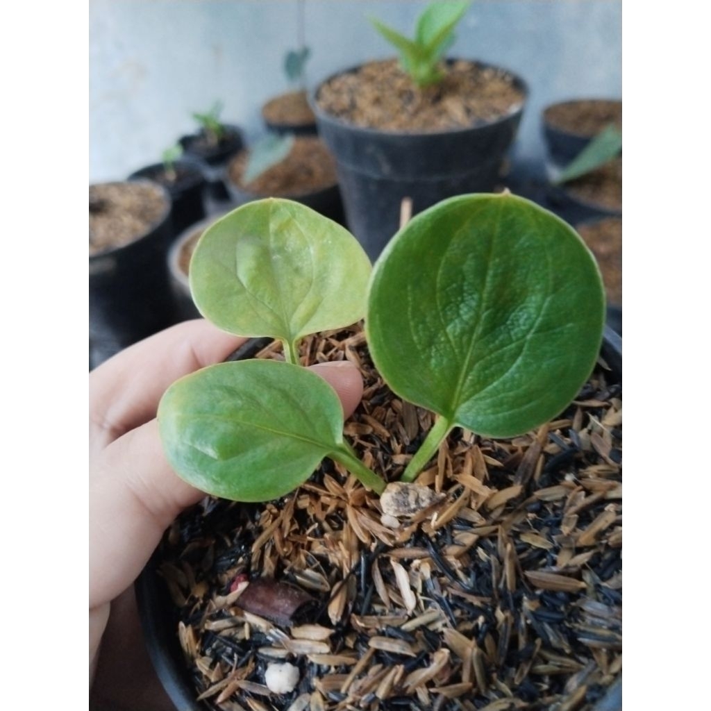 anthurium mangkok rasputin original