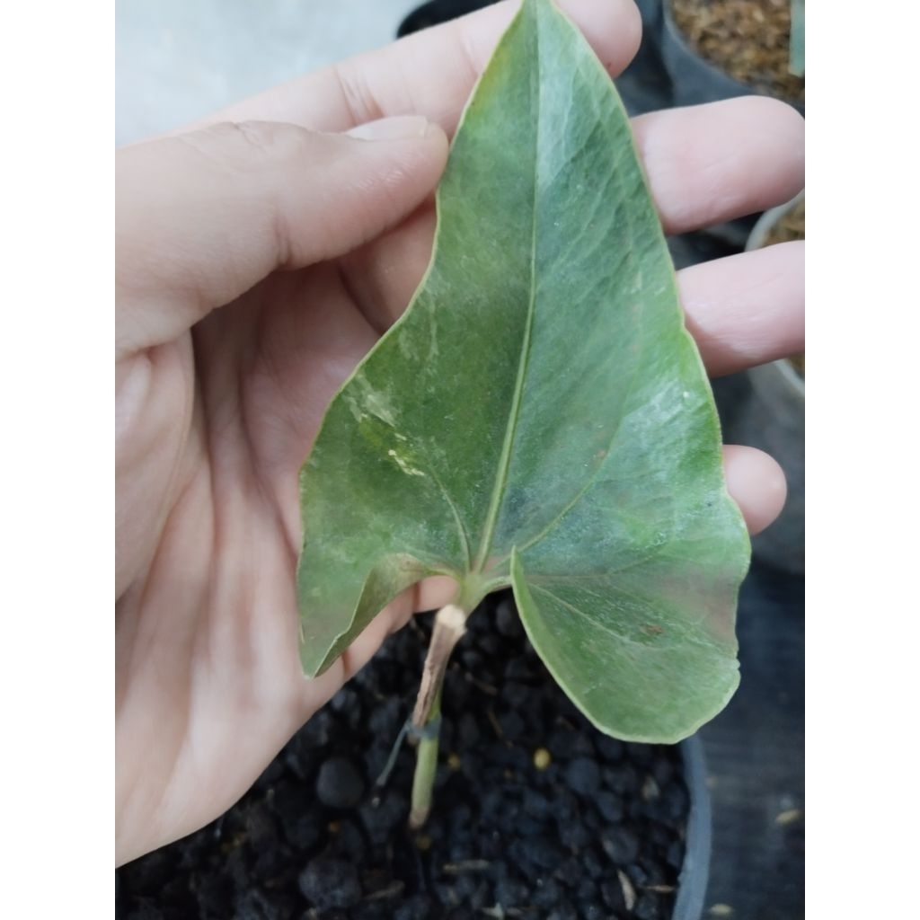 anthurium corong varigata bonggol