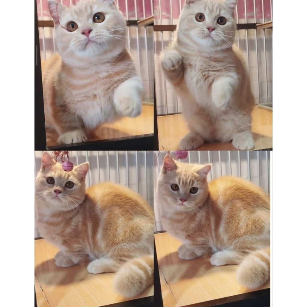 BSH munchkin jantan