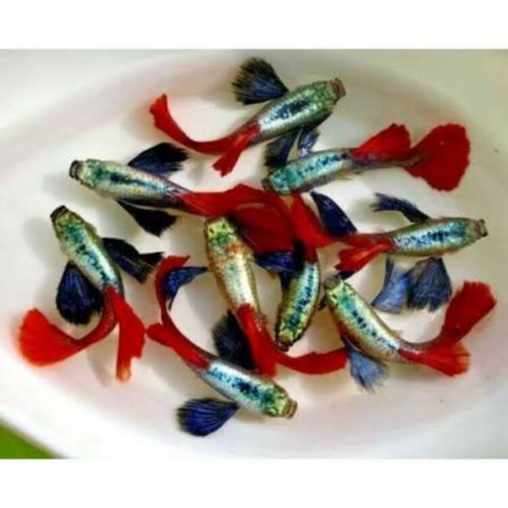 hiasan aquarium ikan Guppy jenis PRTDE size M dan L ikan hias aquarium