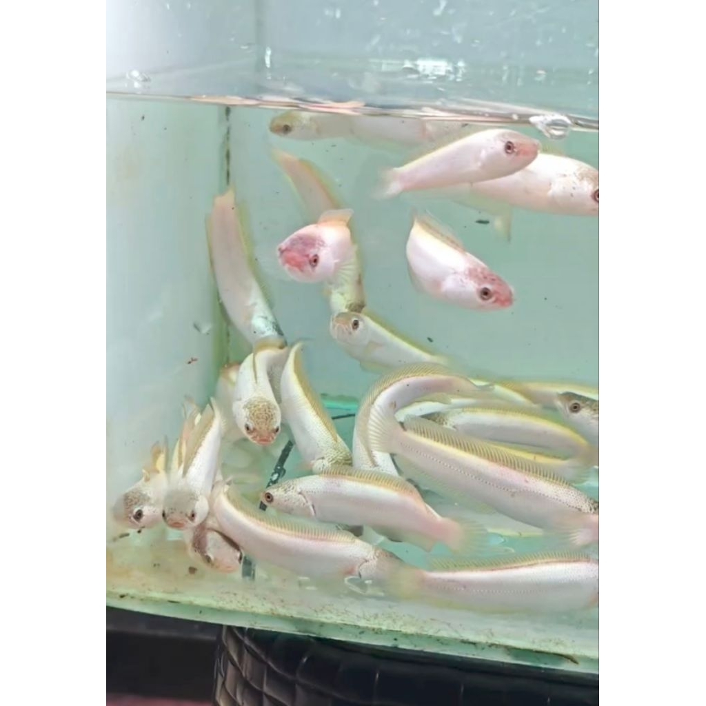 Channa Asiatica Platinum Grade A 8-10 CM #PromoSpecial