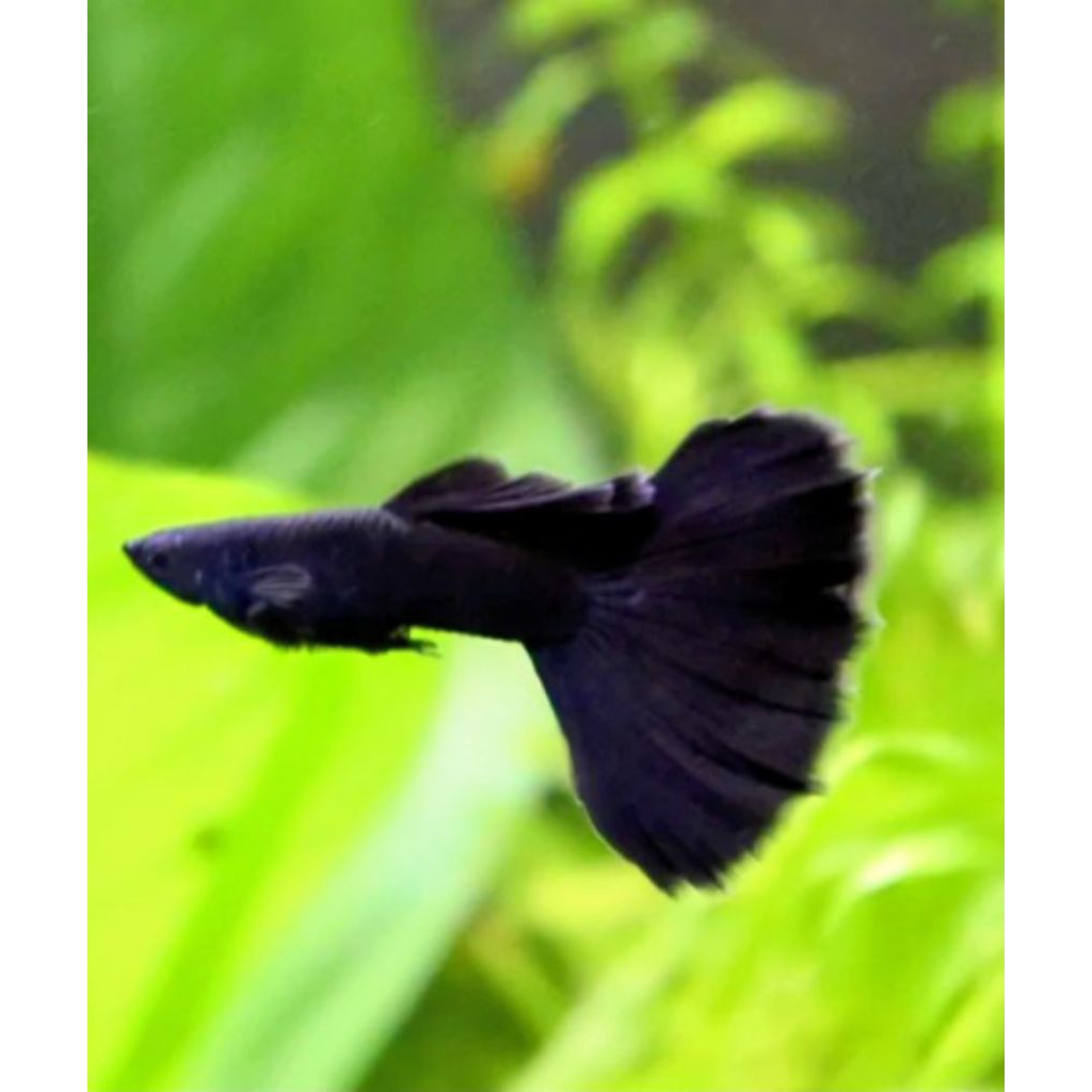 guppy full black indukan