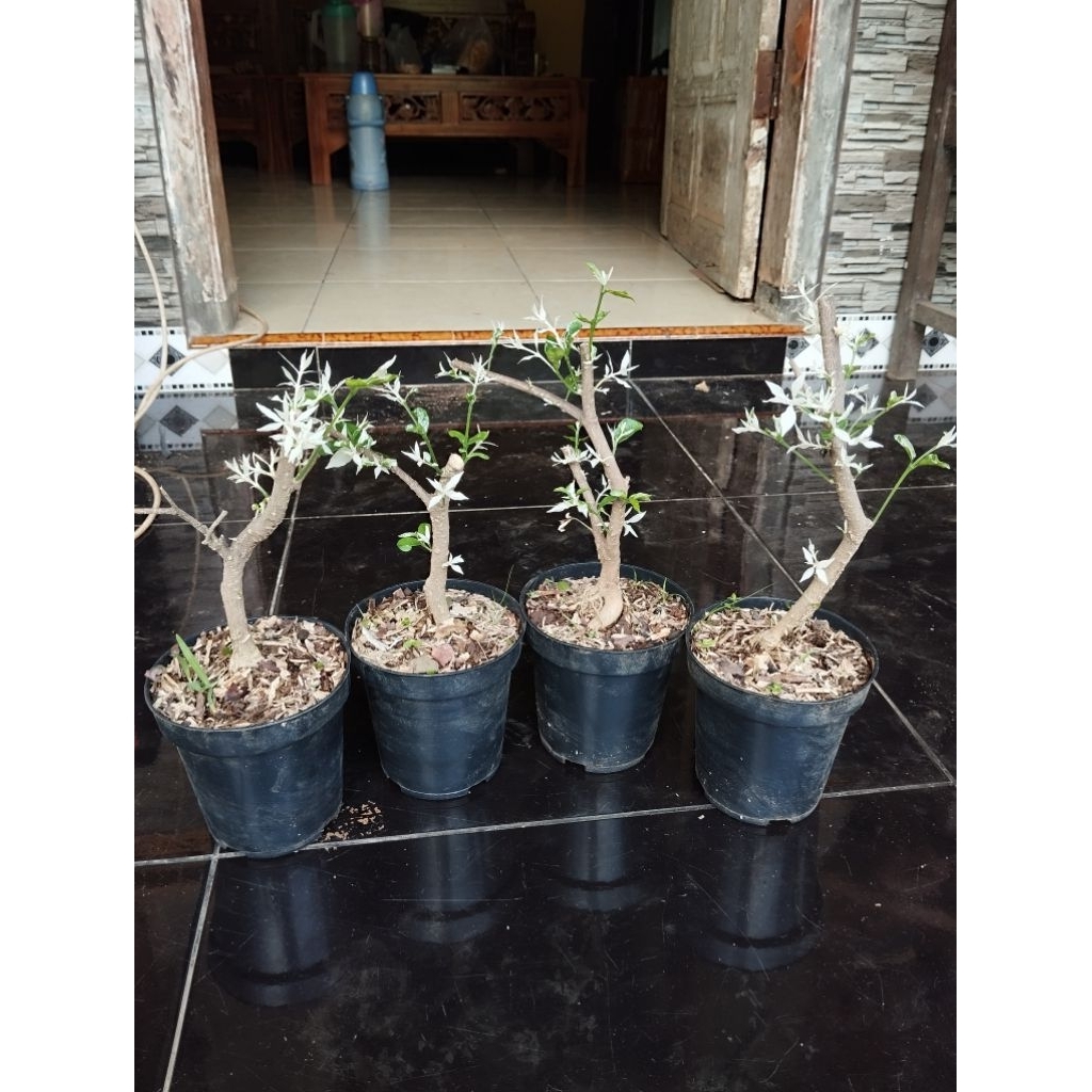 Anting putri unik varigata salju ori