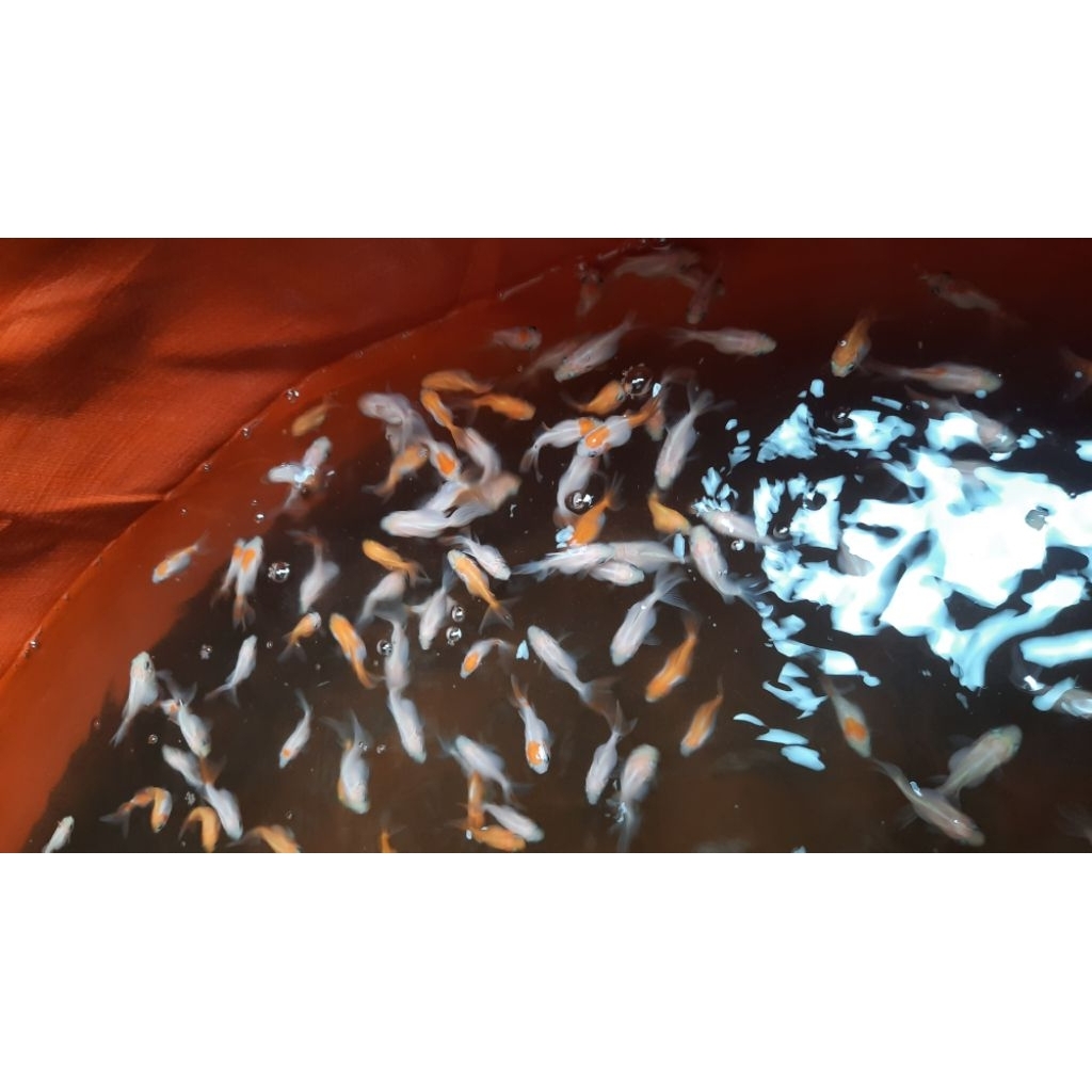 BABY ikan mas KOKI ORANDA, baby goldfish