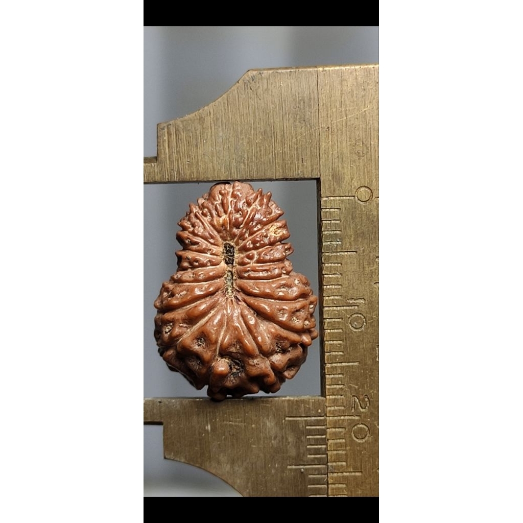 LIONTIN RUDRAKSHA MUKHI 16 SIZE 17 MM X 20 MM  ORIGINAL