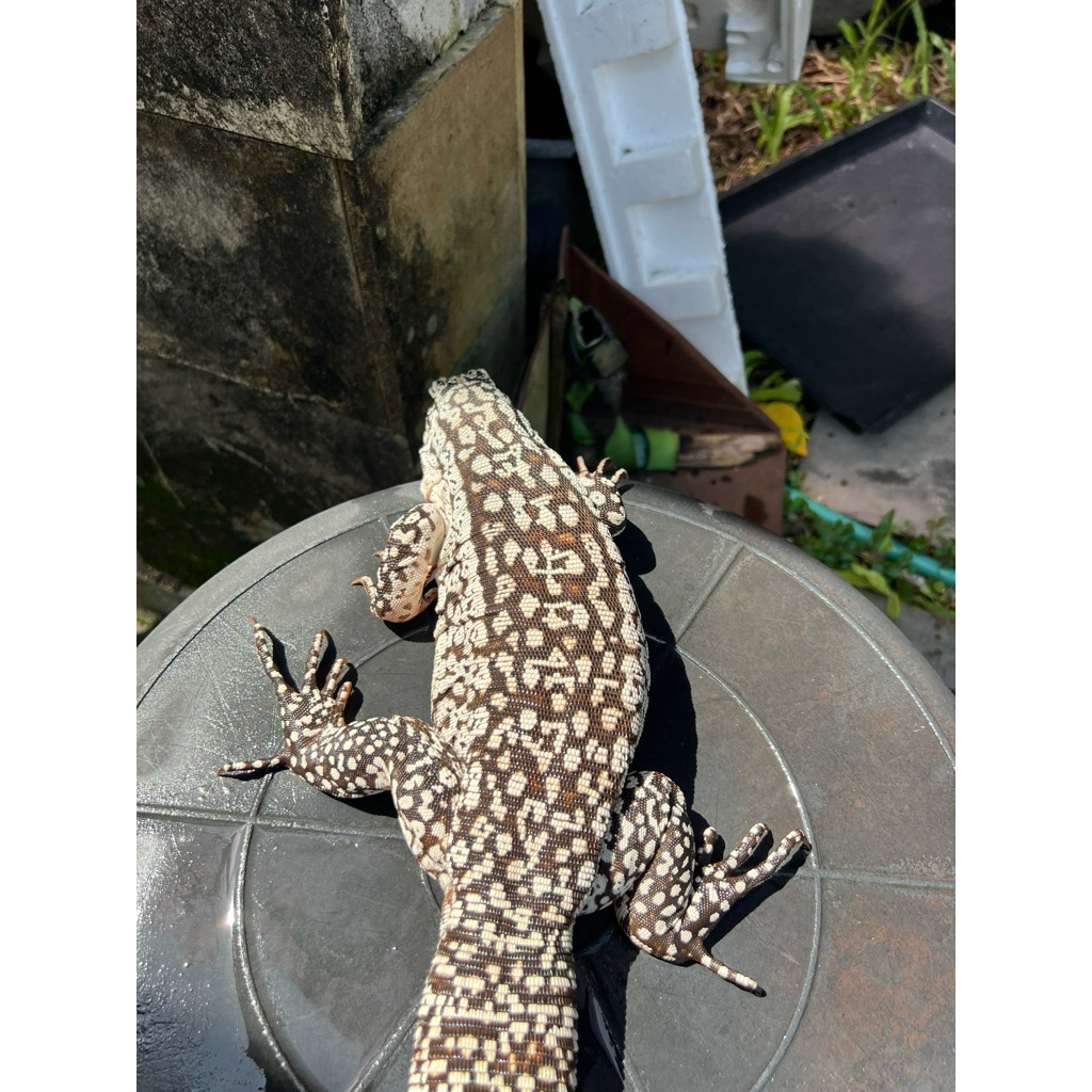 special order tegu